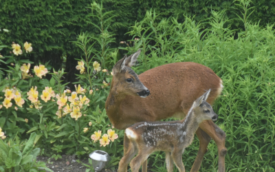 A family of deer in the garden.